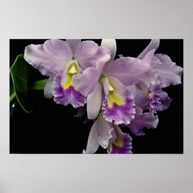 Affiches Belle orchidée, cattleya (ariel x labiata) (Devant)