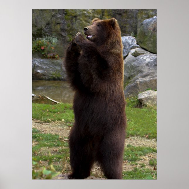 Affiches Belle Ours Grizzly Brown (Devant)