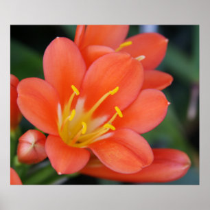 Affiches Belle photo de fleurs orange