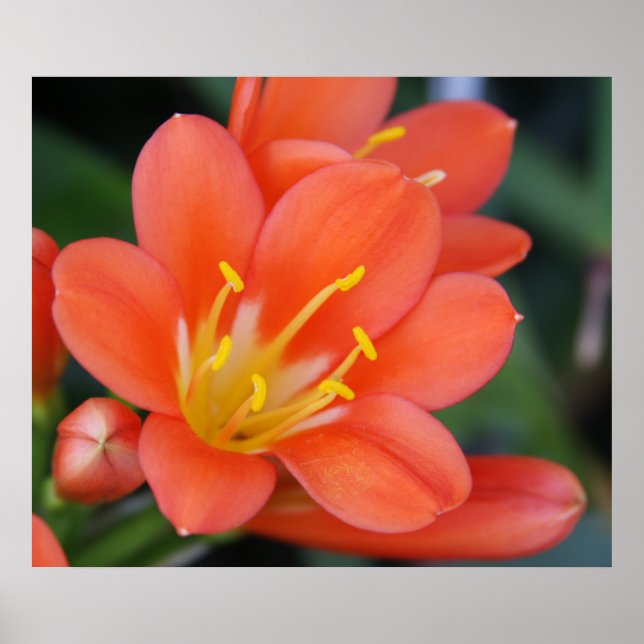 Affiches Belle photo de fleurs orange (Devant)