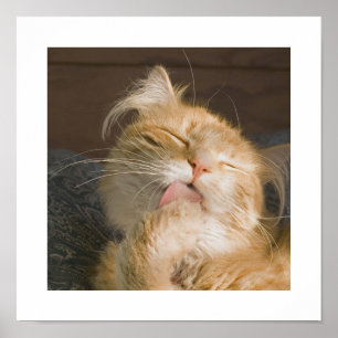 Affiches Belle photographie de chat Maine Coon qui se toile