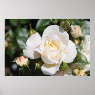 Affiches Belle rose blanche fleur. photographie florale,