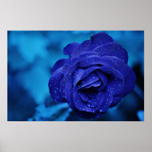 Affiches Belle rose bleue