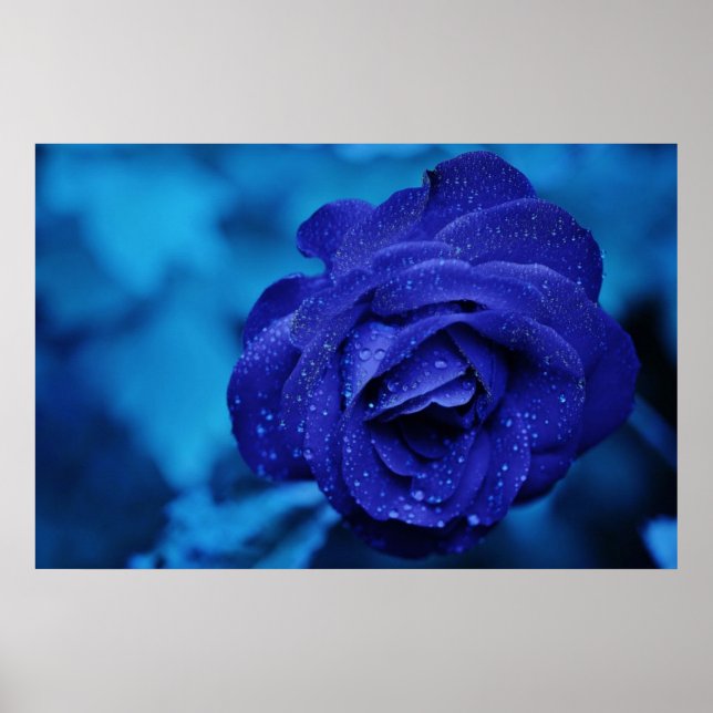 Affiches Belle rose bleue (Devant)