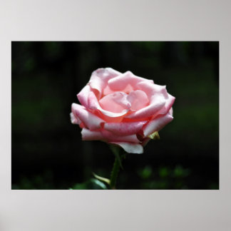 Affiches Belle Rose rose Gros plan