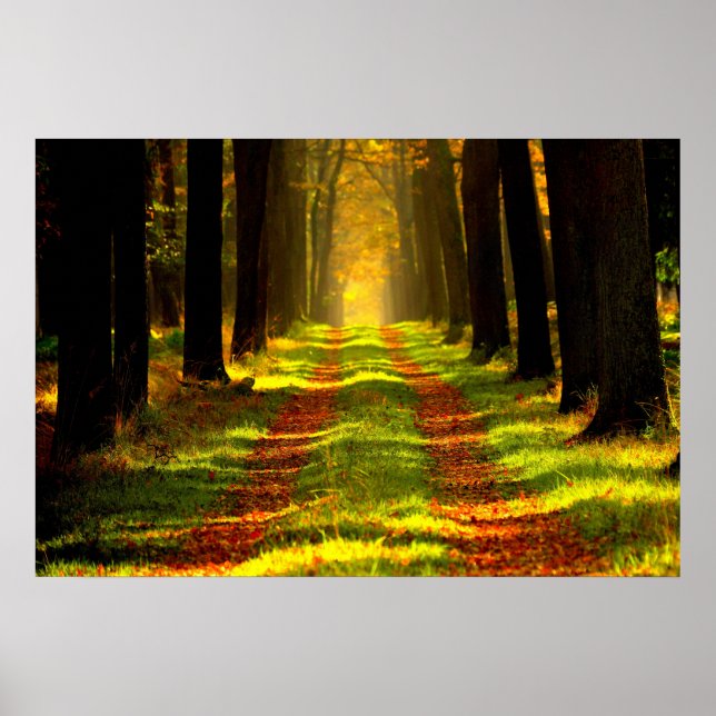 Affiches Belle route Forest Path (Devant)