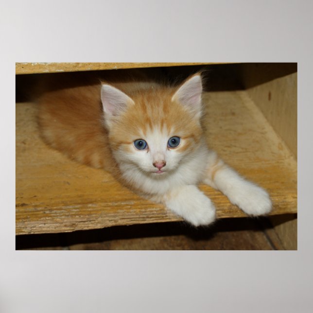 Affiches Belle Tabby Kitten Orange (Devant)
