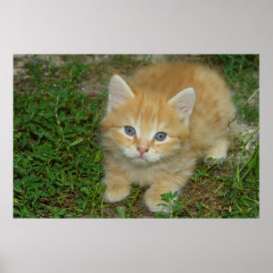 Affiches Belle Tabby Kitten Orange