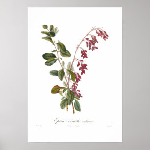 Affiches Berbéris
