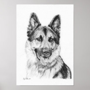 Affiches Berger allemand en graphite