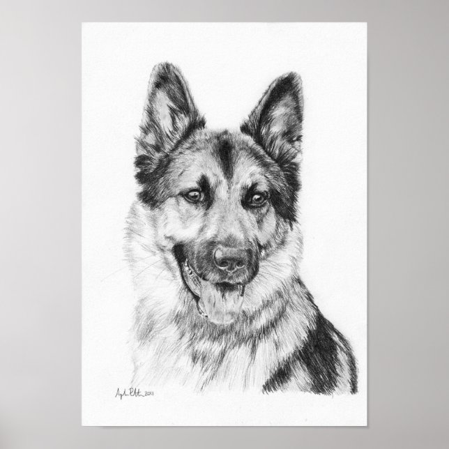 Affiches Berger allemand en graphite (Devant)
