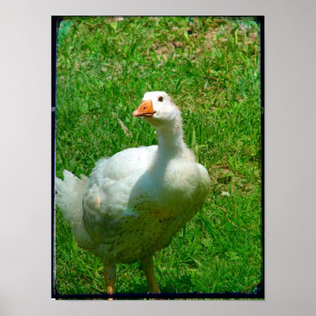 Affiches Bernard (Devant)