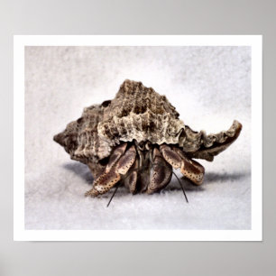 Affiches Bernard l'ermite #1