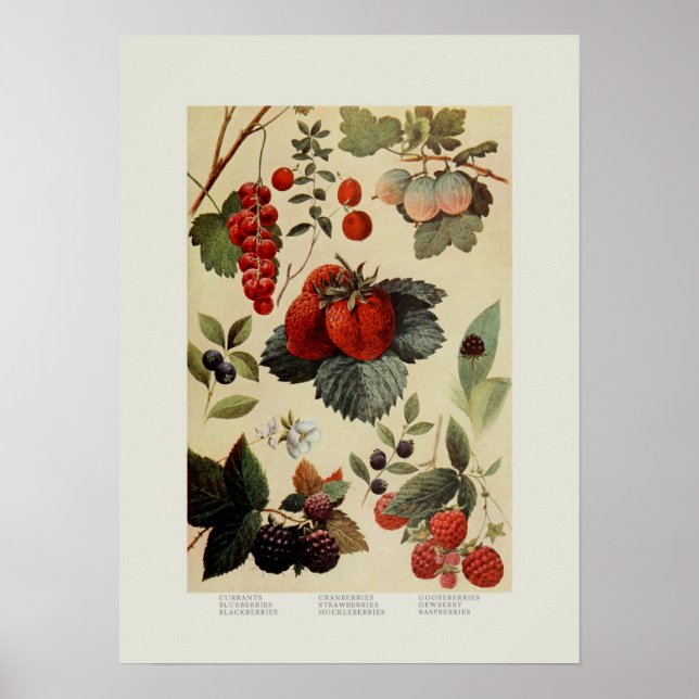 Affiches Berries (Devant)