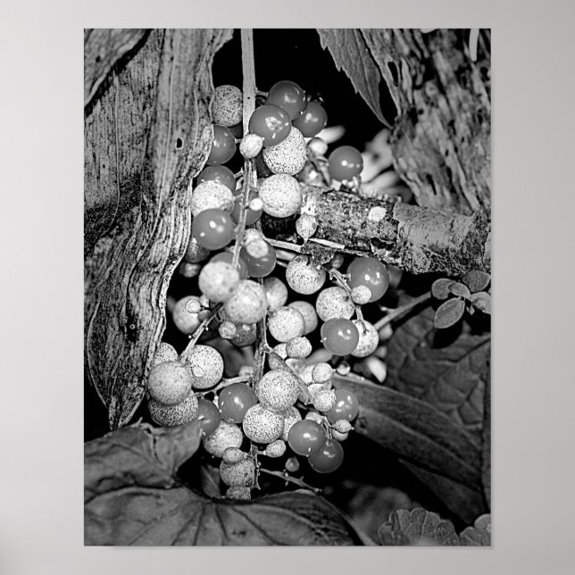 Affiches Berries En Nature Noire Et Blanche (Devant)