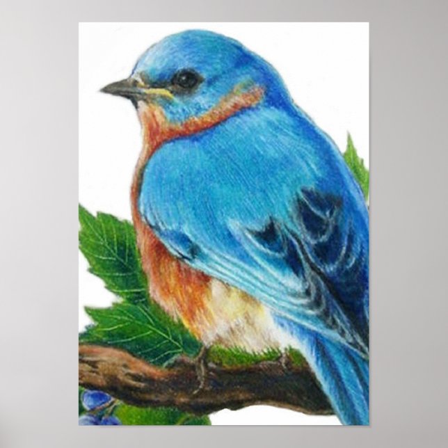 Affiches Berry Bluebird (Devant)