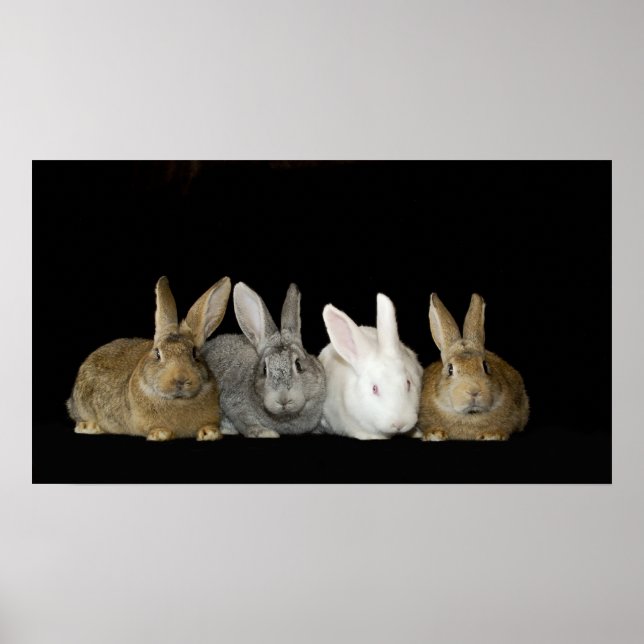 Affiches Best Buddies (Devant)