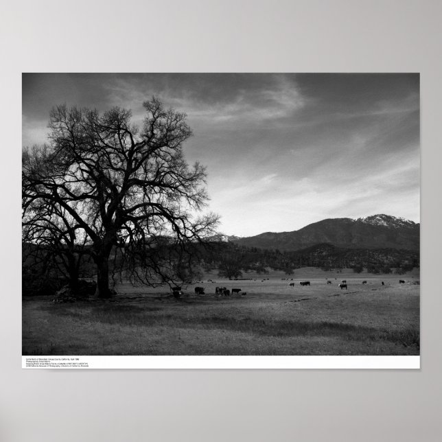 Affiches Bétail au nord de Stonyford, comté de Colusa, CA,  (Devant)