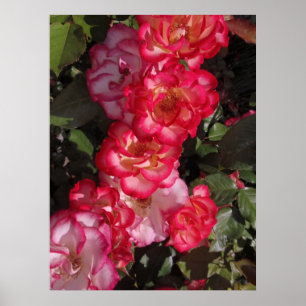 Affiches Betty Boop Roses