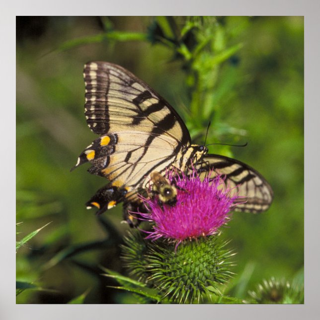 Affiches Beurre à queue épaisse et abeille sur une fleur. (Devant)