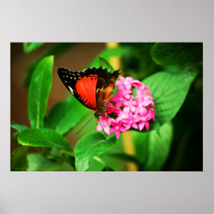 Affiches Biblis Cethosia