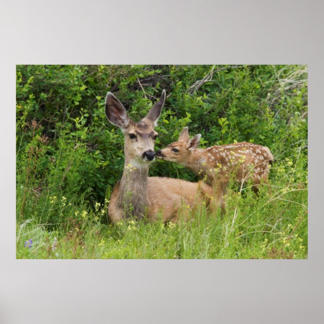 Affiches Biche de cerf mulet avec faon (Devant)