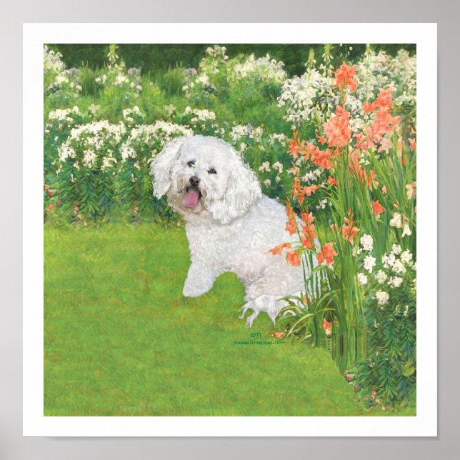 Affiches Bichon Frise Fantaisie Corail (Devant)