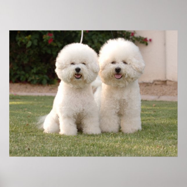 Affiches Bichon Frise Imprimer (Devant)