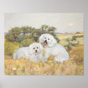 Affiches Bichon Frise Meadow View