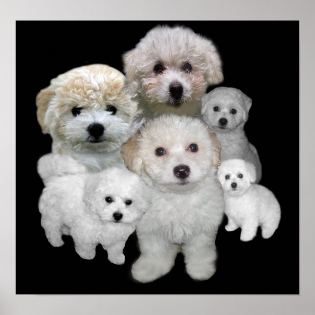 Affiches Bichon Frise Puppies Imprimer (Devant)