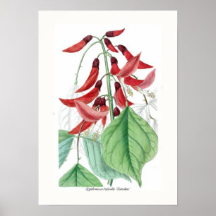 Affiches Bidwillii 'Camdeni d'Erythrina X