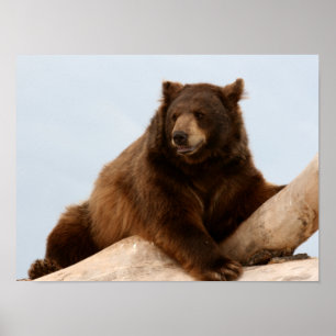Affiches Big Brown Bear on a Log