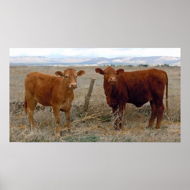 Affiches Big Cow Eyes - Red Cattle - Western (Devant)