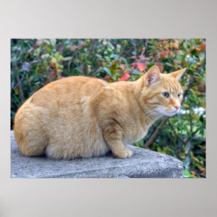 Affiches Big Red Tabby