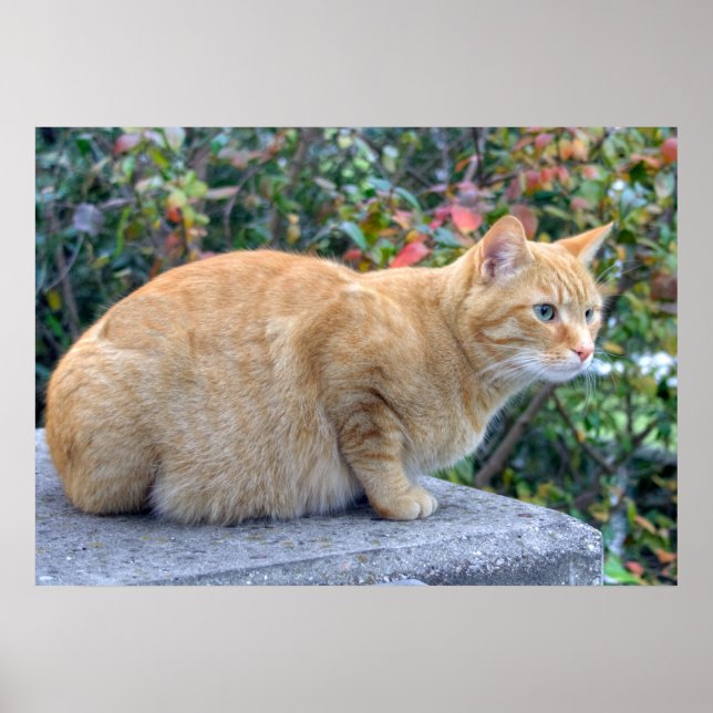 Affiches Big Red Tabby (Devant)