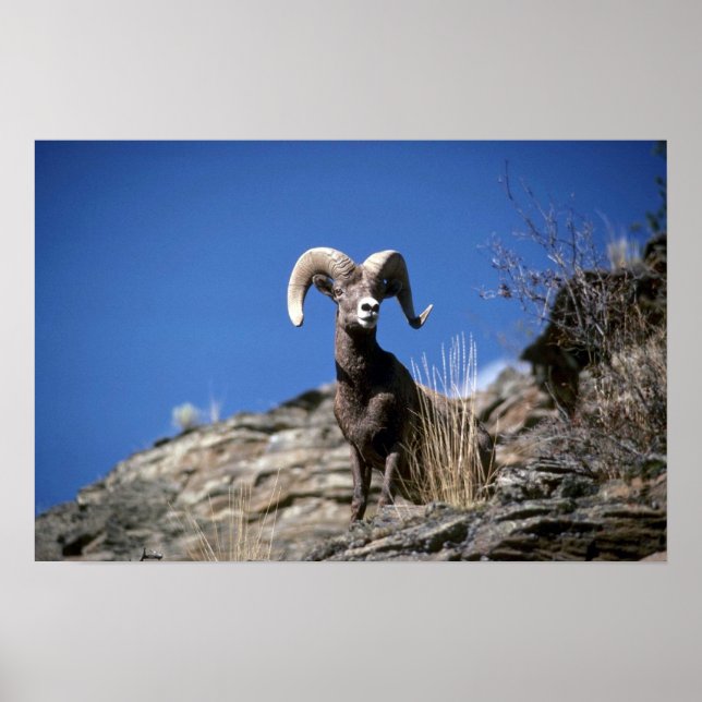 Affiches Bighorn mouflon (Alerte Ram sur le visage de la fa (Devant)