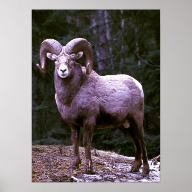 Affiches Bighorn ram (Devant)