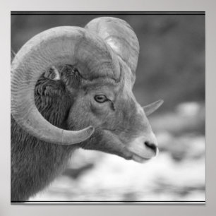 Affiches Bighorn Sheep
