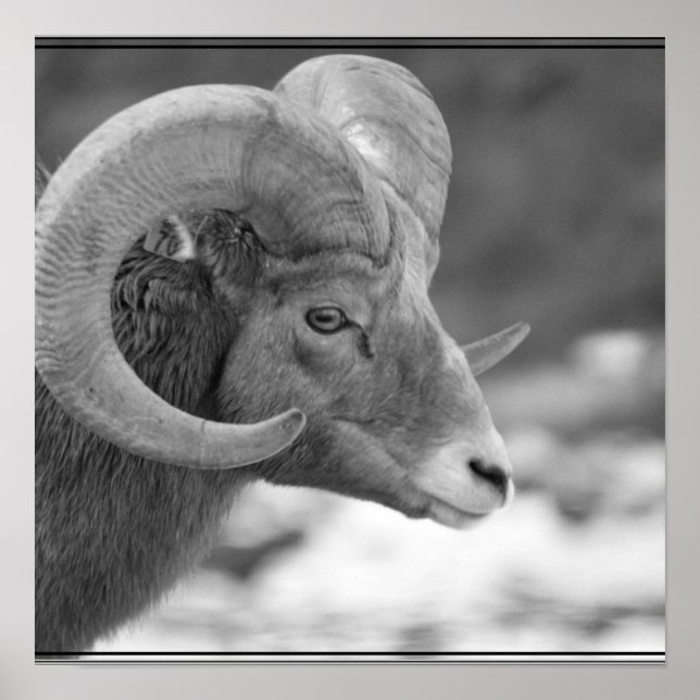 Affiches Bighorn Sheep (Devant)