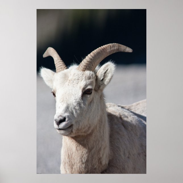 Affiches Bighorn Sheep (Devant)