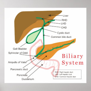 Affiches Biliary System Diagram Chart Bile Duct