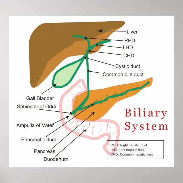 Affiches Biliary System Diagram Chart Bile Duct (Devant)