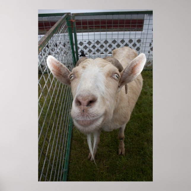 Affiches Billy Goat (Devant)