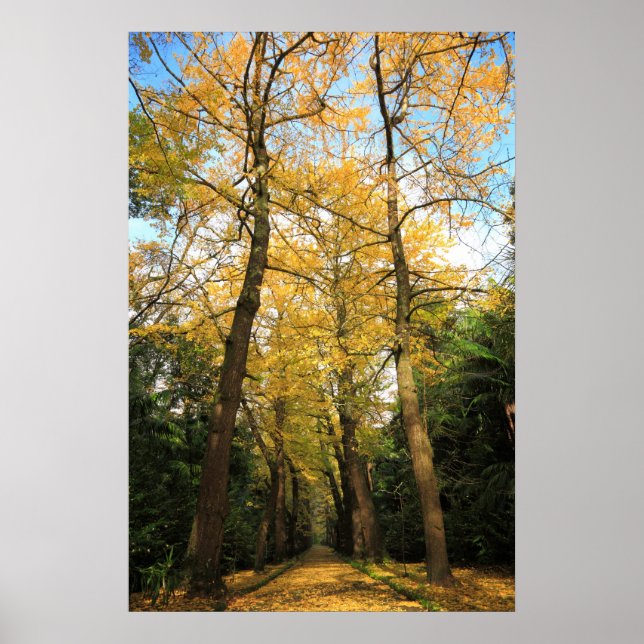 Affiches Bilobiers de Ginkgo (Devant)