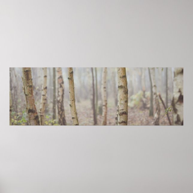 AFFICHES BIRCH (Devant)