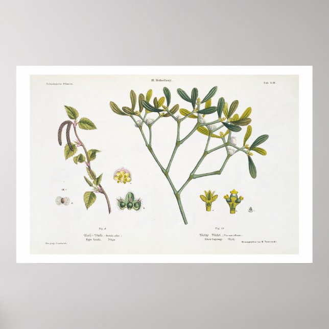 Affiches Birch (à gauche) et Mistletoe (à droite), fig. 9 e (Devant)