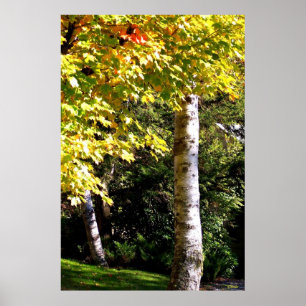 Affiches Birch Trees