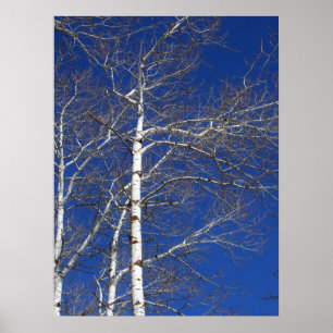 Affiches Birch Trees en Bleu