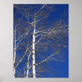 Affiches Birch Trees en Bleu