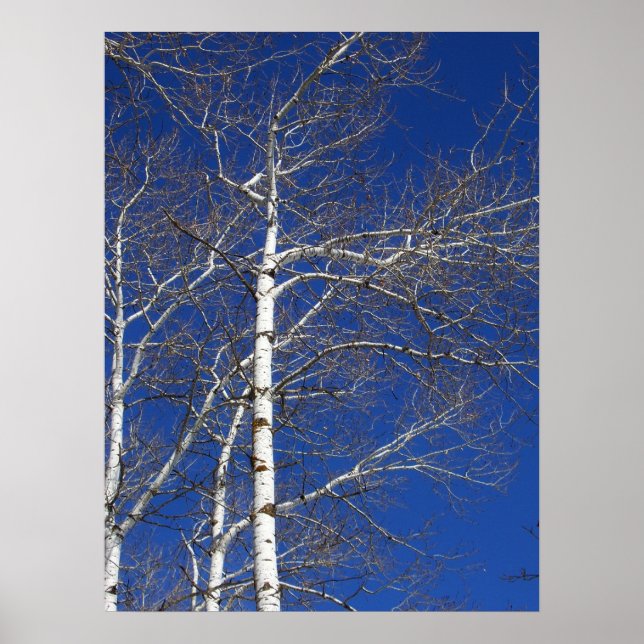 Affiches Birch Trees en Bleu (Devant)